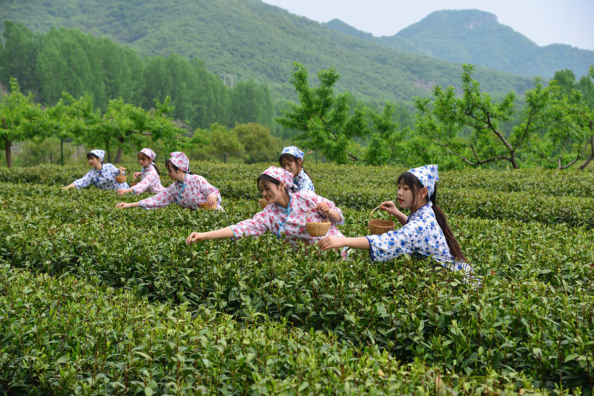 九里沟春季采茶  杜甫生摄 xiao.jpg